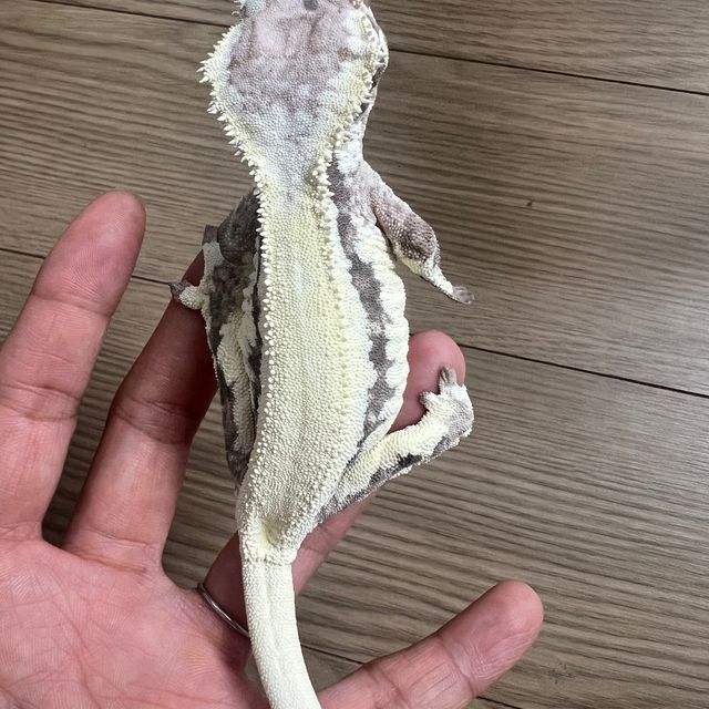 프라푸치노