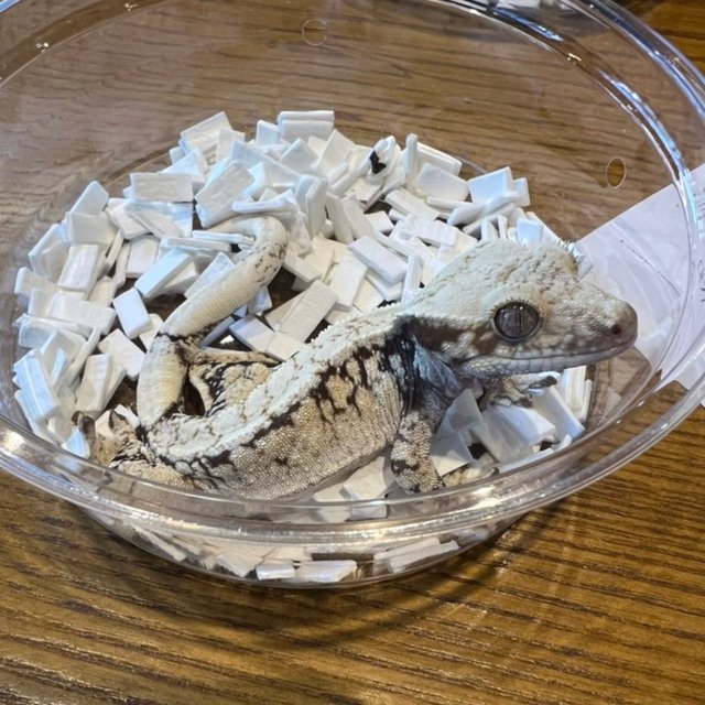 드리피 화이트스팟