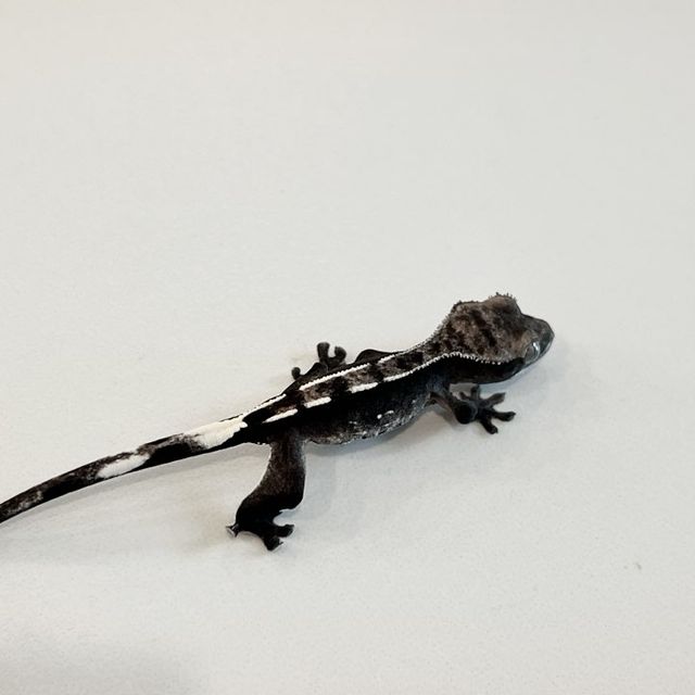 아잔틱
