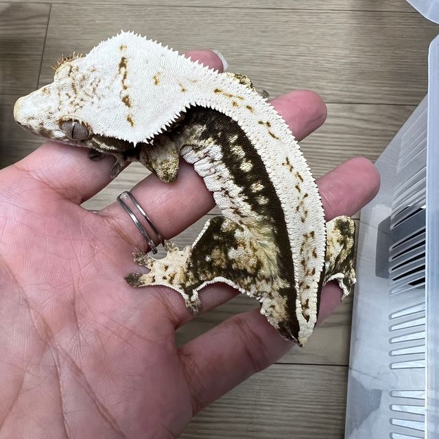 트라이 쿼드 풀핀 핀스트라이프 화이트