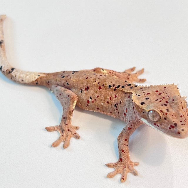 레드 슈퍼달마시안