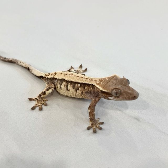 카푸치노