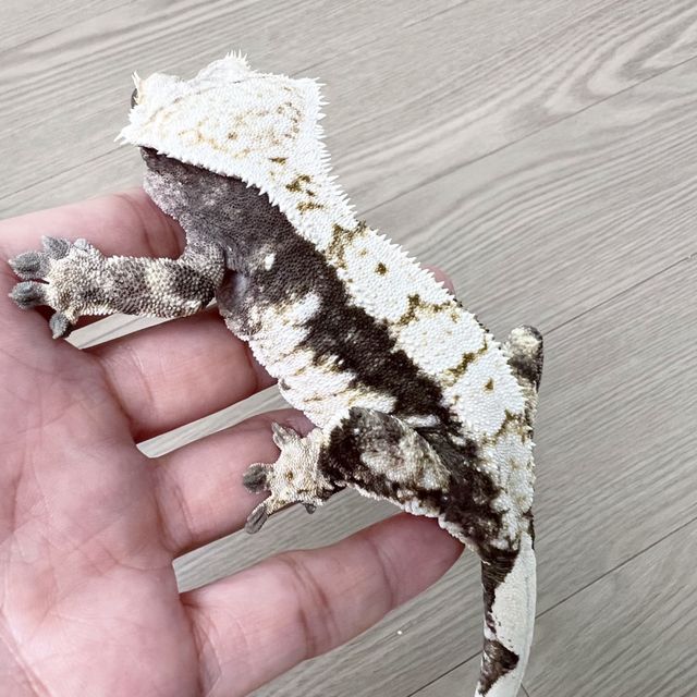 트라이 드리피 핀스트라이프 블랙 화이트