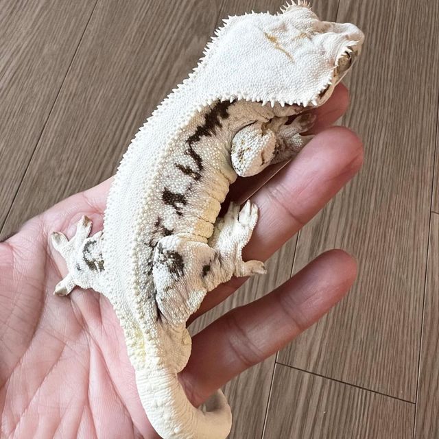 릴리화이트