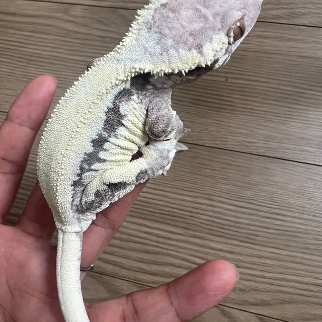 프라푸치노