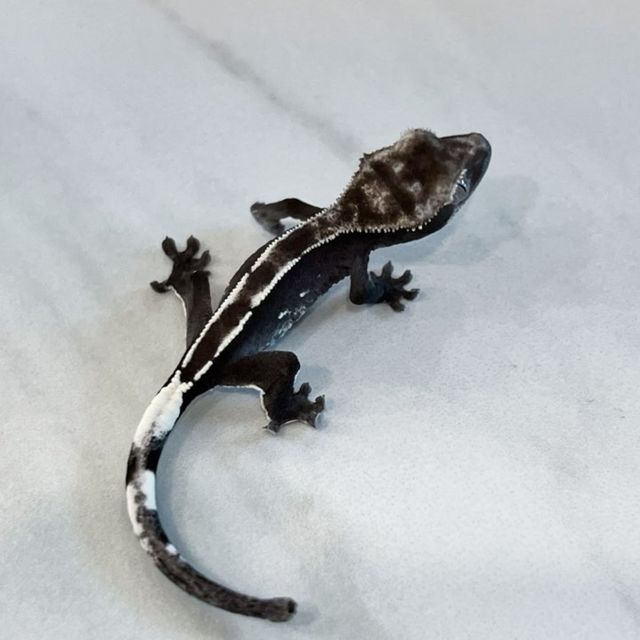 아잔틱