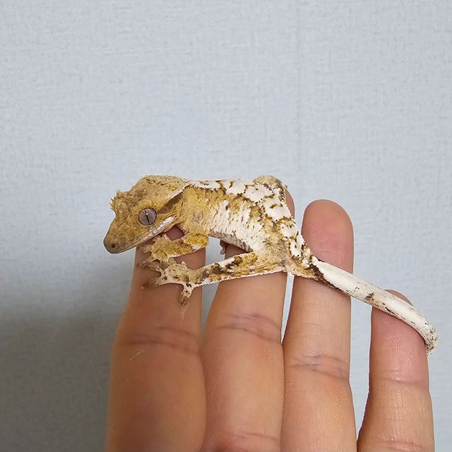 트라이 익스트림할리퀸