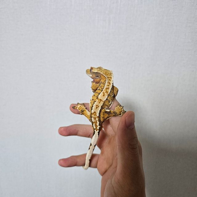 트라이 익스트림할리퀸