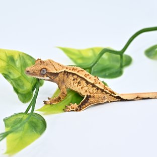 노멀 트라이 핀스트라이프