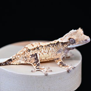 노멀 트라이 익스트림할리퀸 화이트스팟