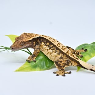 노멀 트라이 쿼드 핀스트라이프