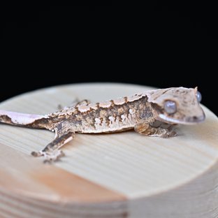 노멀 트라이 익스트림할리퀸