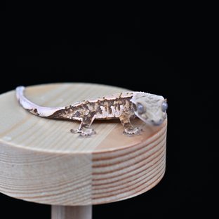 노멀 트라이 익스트림할리퀸