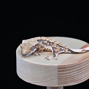 노멀 트라이 쿼드