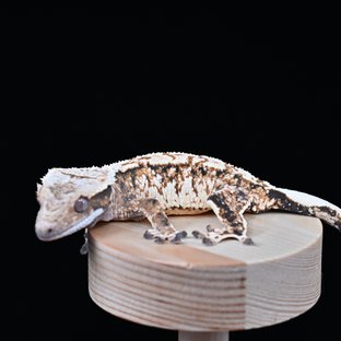 노멀 익스트림할리퀸 화이트스팟 화이트포트홀 텐저린