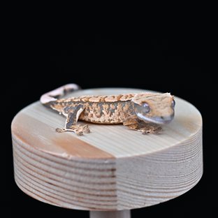 노멀 트라이 익스트림할리퀸