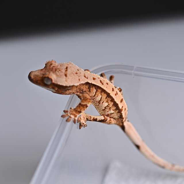 노멀 트라이 익스트림할리퀸