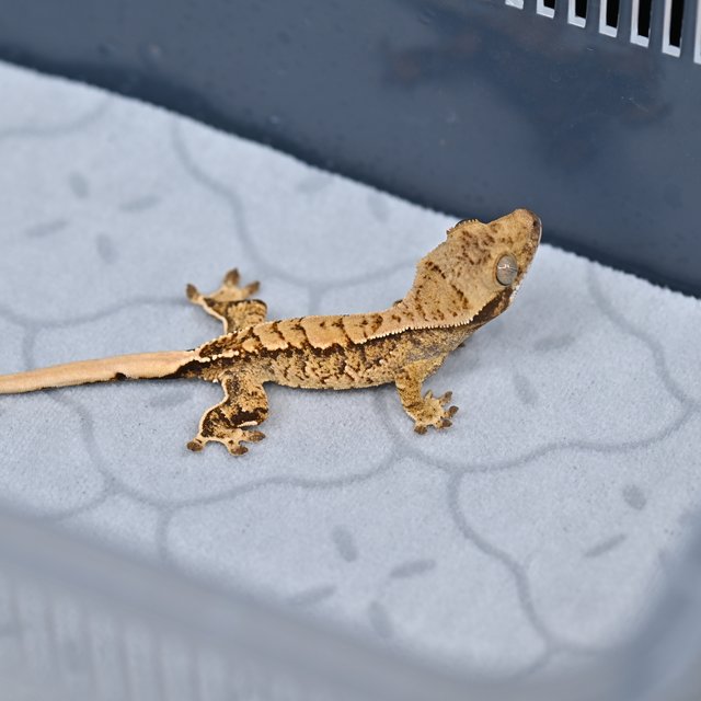 노멀 트라이 익스트림할리퀸 화이트스팟 화이트핀