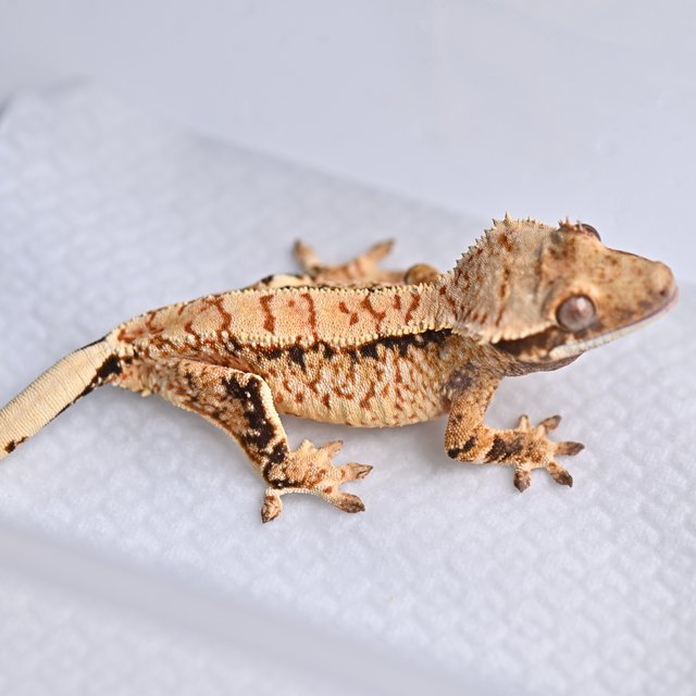 트라이 익스트림할리퀸