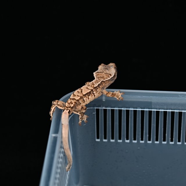 노멀 트라이 익스트림할리퀸