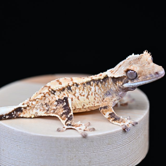 노멀 트라이 익스트림할리퀸 화이트스팟