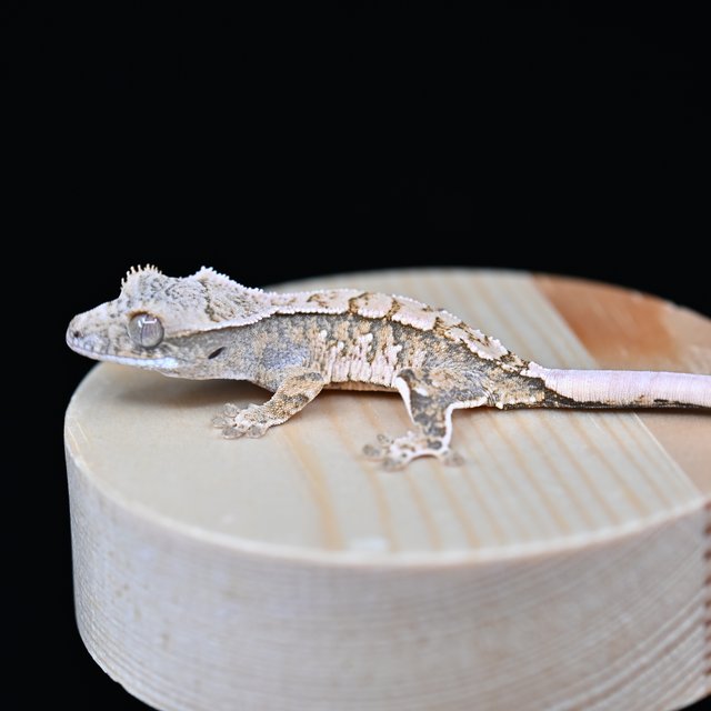 노멀 트라이 익스트림할리퀸