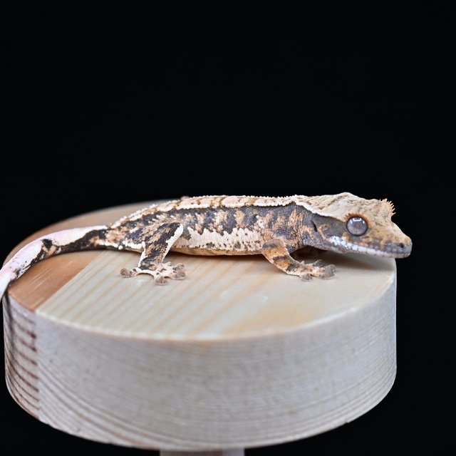 노멀 트라이 쿼드