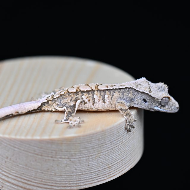 노멀 트라이 익스트림할리퀸