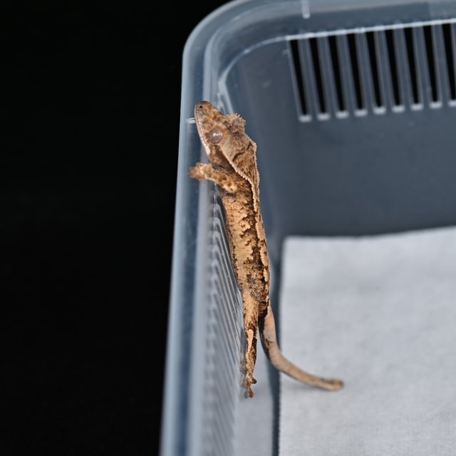 노멀 트라이 익스트림할리퀸