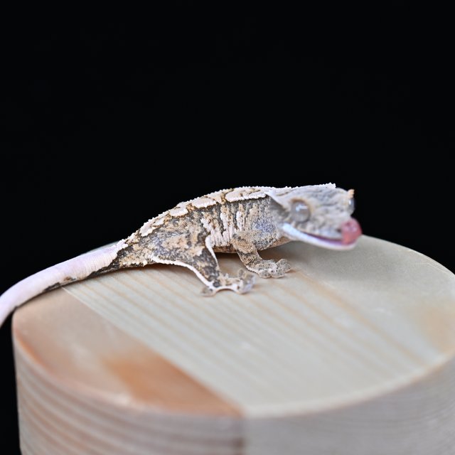 노멀 트라이 익스트림할리퀸