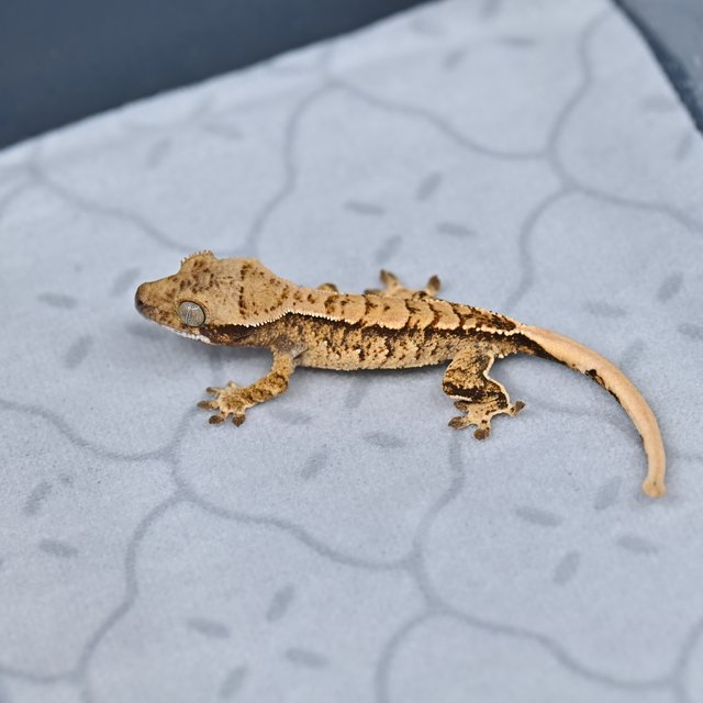 노멀 트라이 익스트림할리퀸 화이트스팟 화이트핀