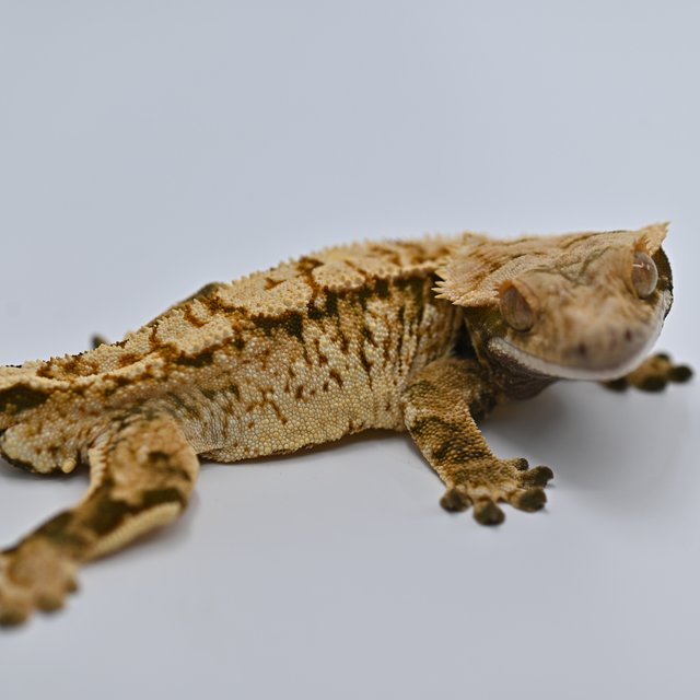 트라이 익스트림할리퀸