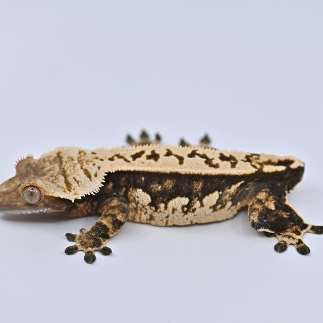 트라이 노멀 익스트림할리퀸