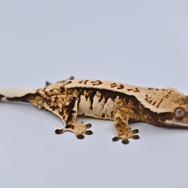 트라이 익스트림할리퀸