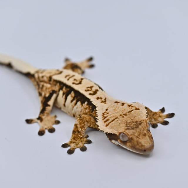 트라이 익스트림할리퀸