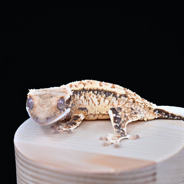 노멀 트라이 익스트림할리퀸 화이트스팟