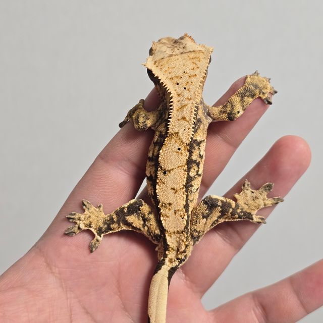트라이