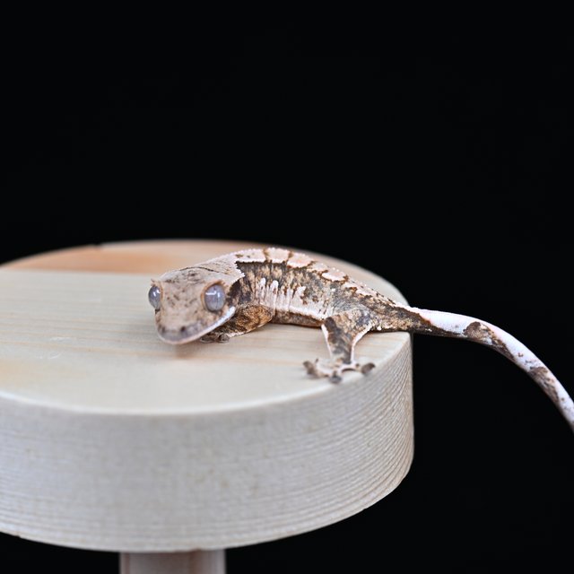 노멀 트라이 익스트림할리퀸