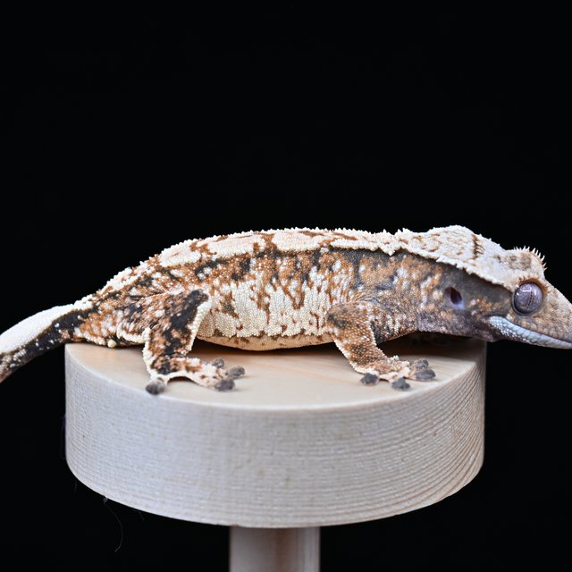 노멀 익스트림할리퀸 화이트스팟 화이트포트홀 텐저린