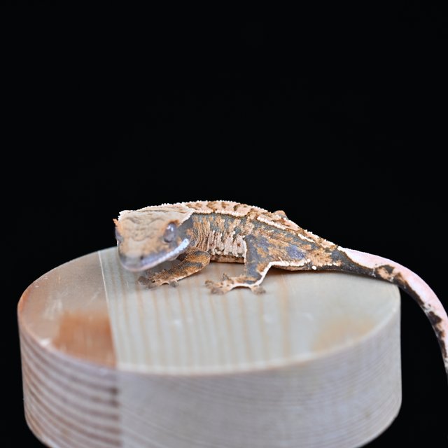 노멀 트라이 익스트림할리퀸