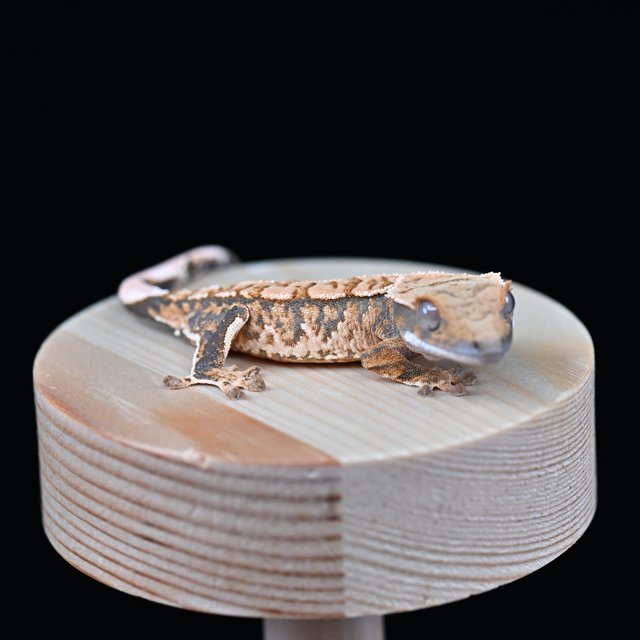 노멀 트라이 익스트림할리퀸