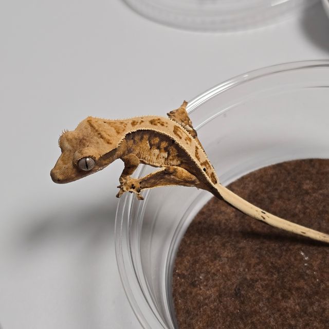 트라이
