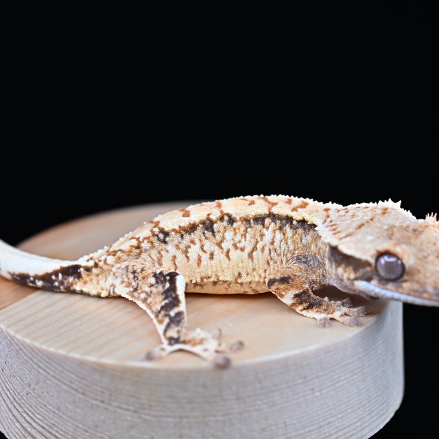 노멀 트라이 익스트림할리퀸 화이트스팟