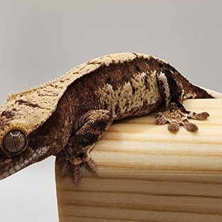 100%헷아잔틱 노멀