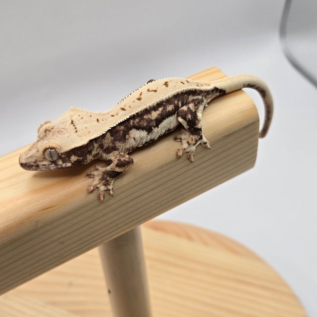 릴리100%헷아잔틱 릴리화이트