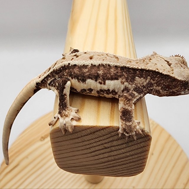 릴리100%헷아잔틱 릴리화이트