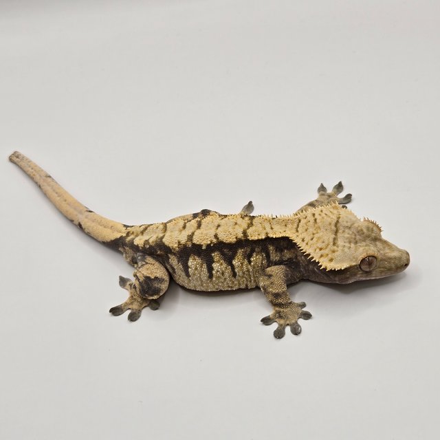 노멀 익스트림할리퀸