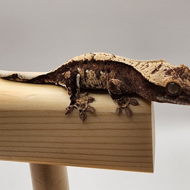 100%헷아잔틱 노멀