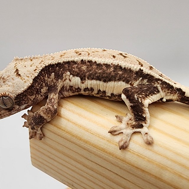 릴리100%헷아잔틱 릴리화이트