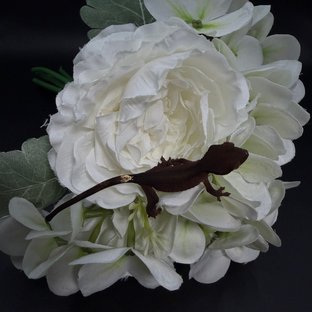 다크 블랙 챠콜